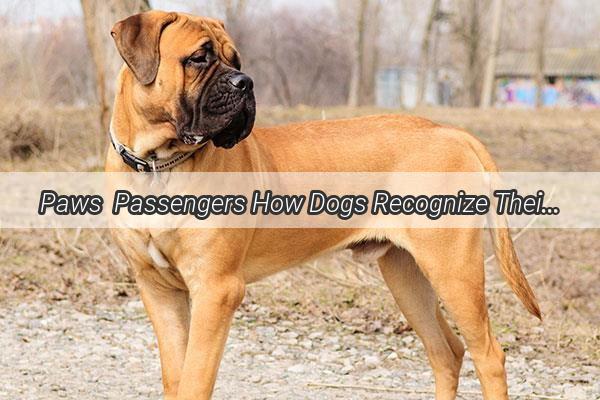 Paws  Passengers How Dogs Recognize Their Car Owners with Extraordinary Precision